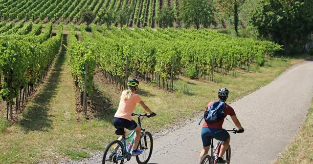Zwei Radfahrer auf einer Straße durch istrische Weinberge