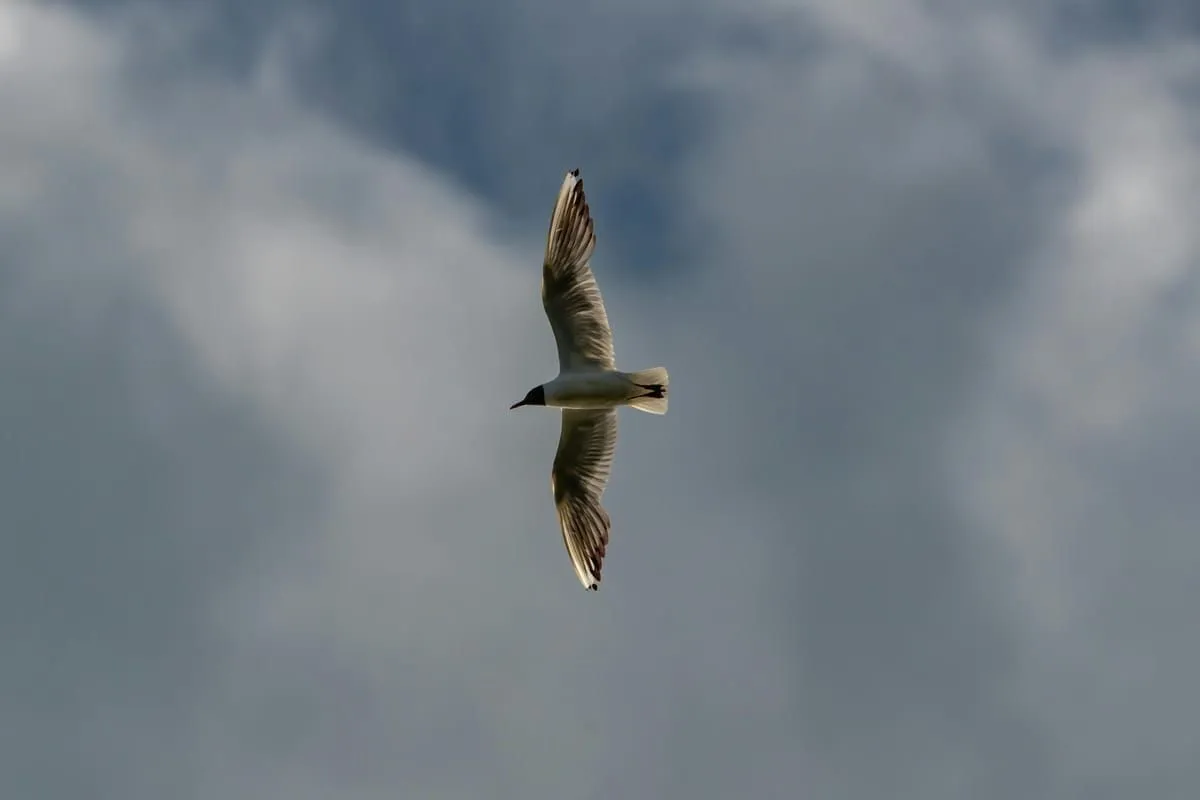 Skywalk Biokovo: Spektakuläre Aussicht über Dalmatien 2026