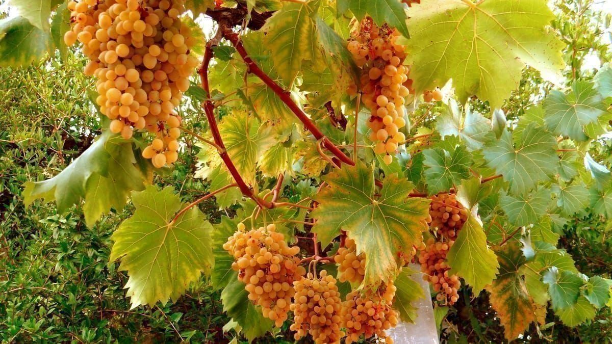 Weinberge und Olivenhaine im Konavle-Tal südlich von Dubrovnik mit Bergen im Hintergrund