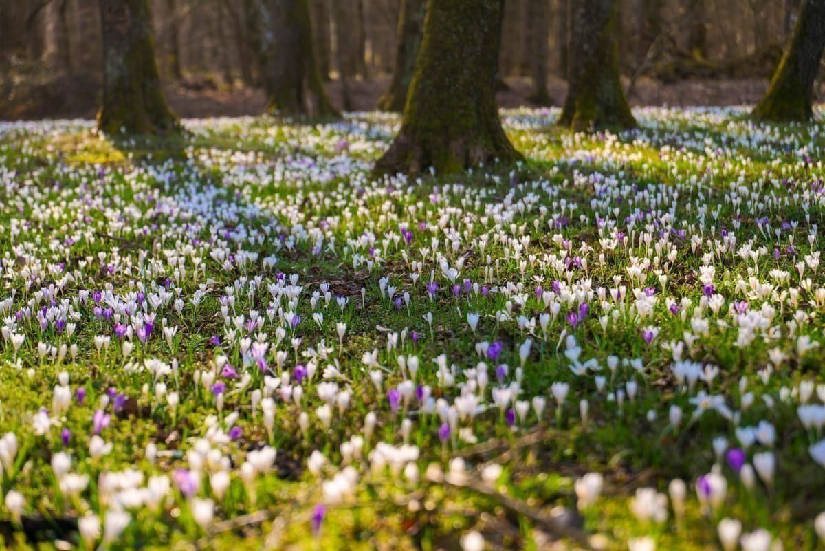 Frühlingslandschaft im Hinterland von Knin mit blühenden Wiesen und Bergen