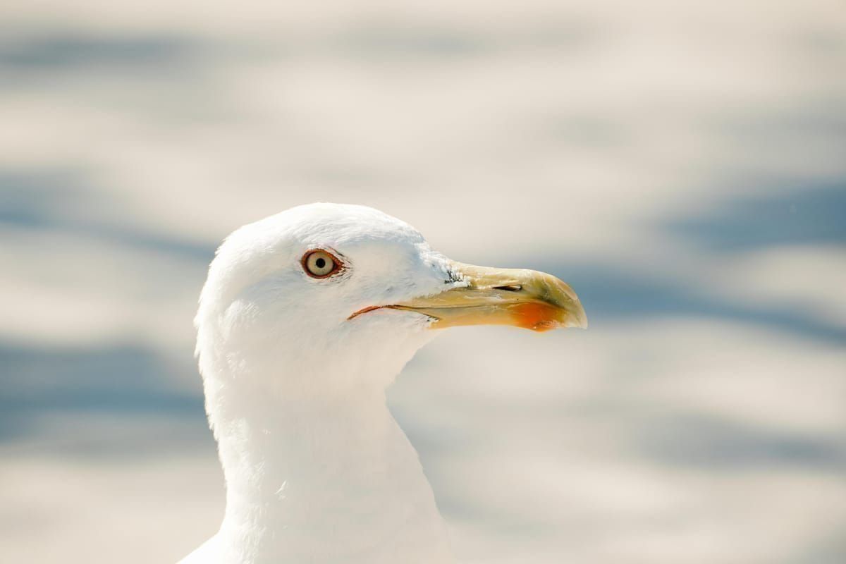 Sinjska Alka Ritterturnier