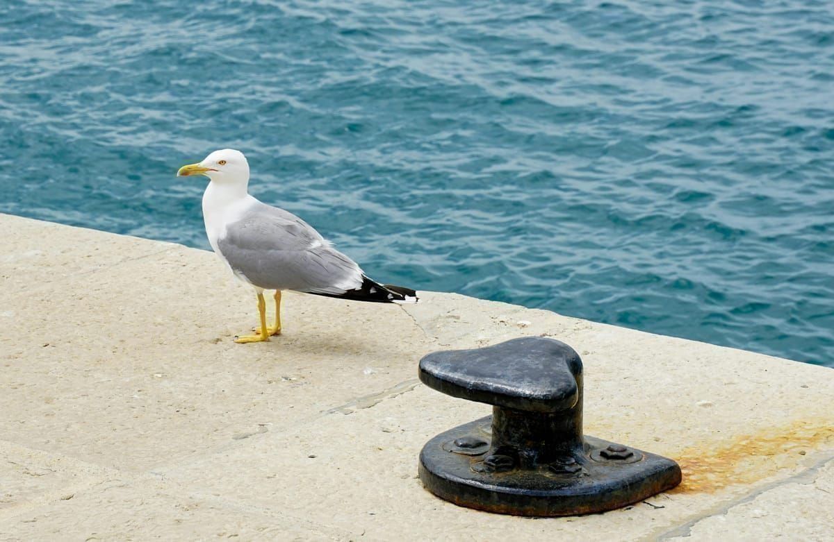 E-Bike-Tour durch istrische Weinberge