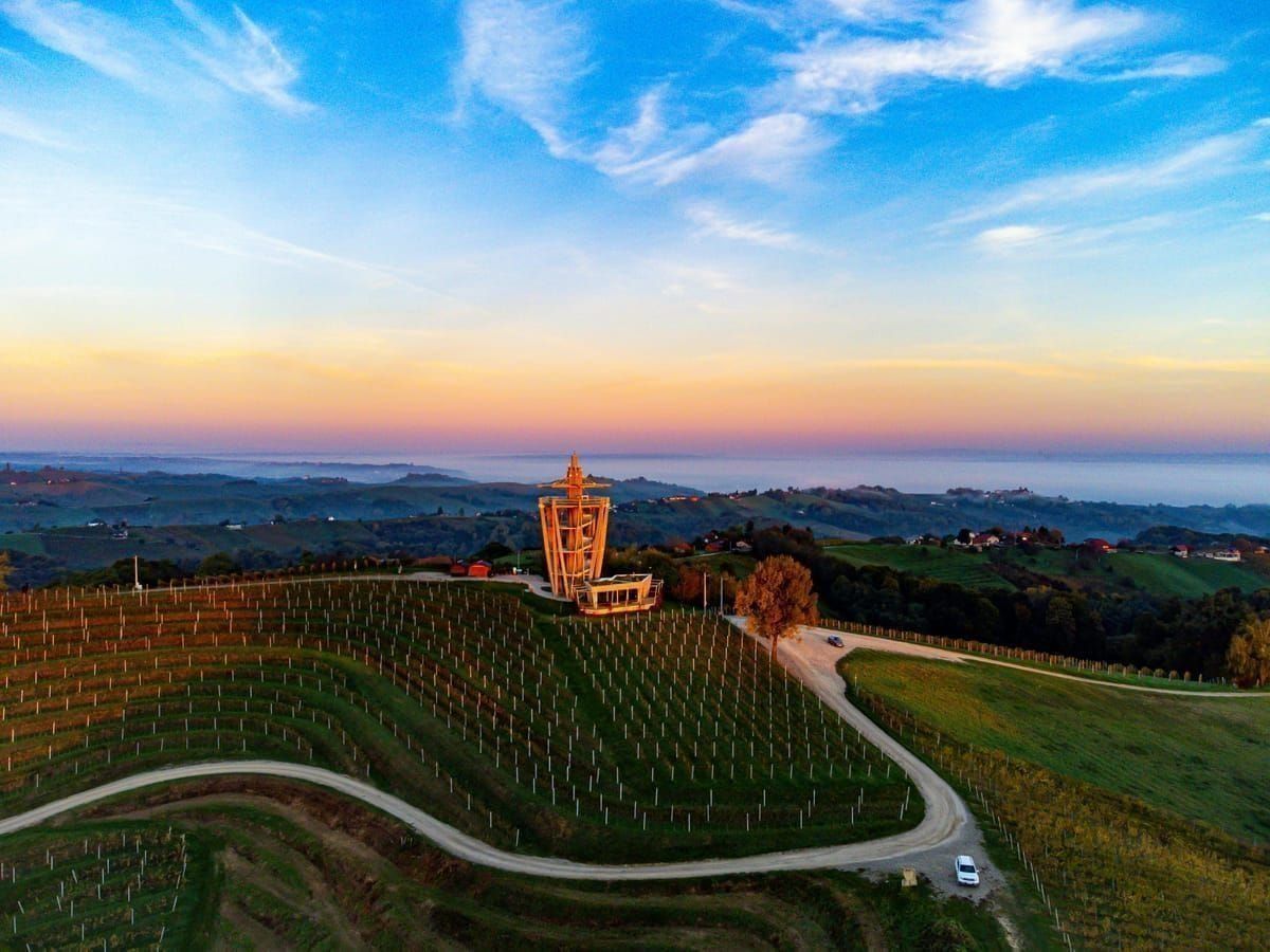 Weinreben auf Šolta