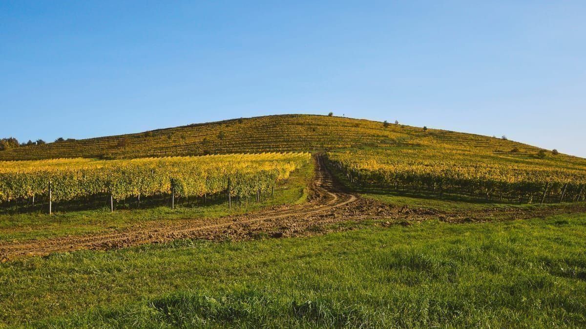 Weinreben auf sandigem Boden im Hinterland von Susak