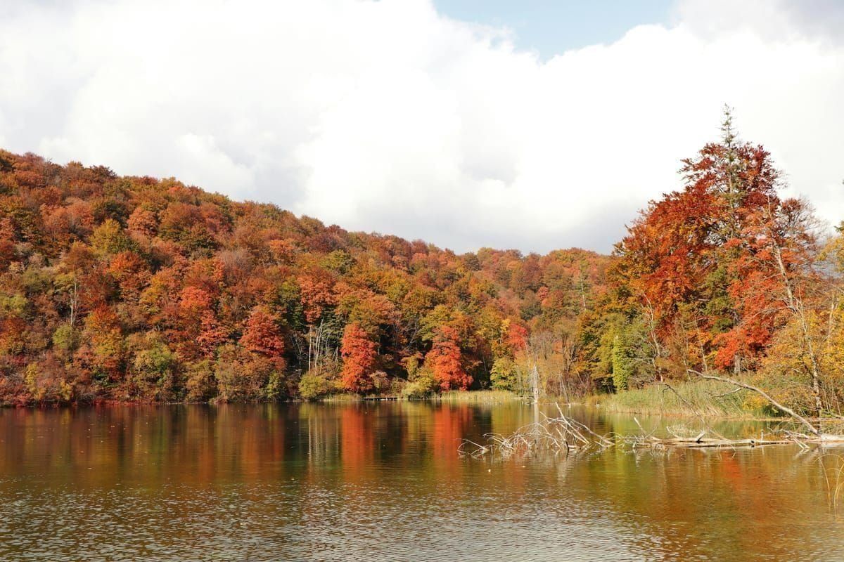 Herbstlicher Wald rund um das Bärenrefugium am Velebit-Hang