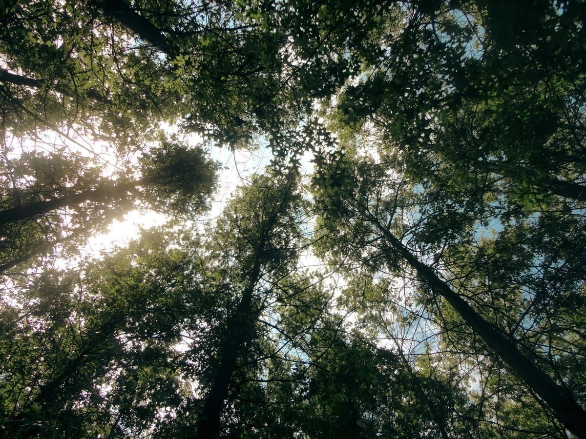 Stadtmauer von Motovun