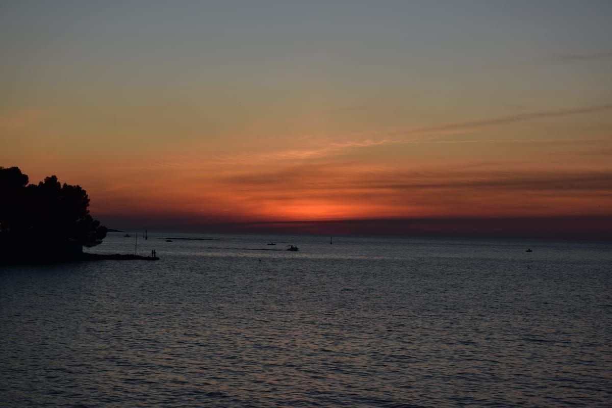 Olivenhain im weichen Abendlicht im kroatischen Spätsommer