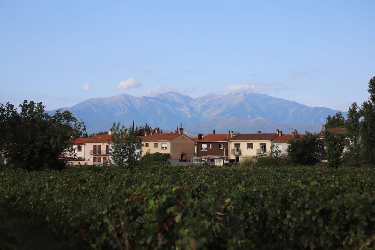 Weinberge und Küste auf der Halbinsel Pelješac