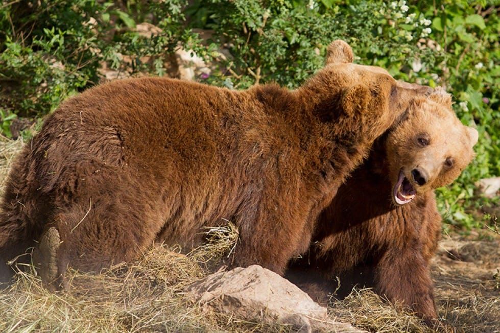 Braunbär in naturnaher Umgebung