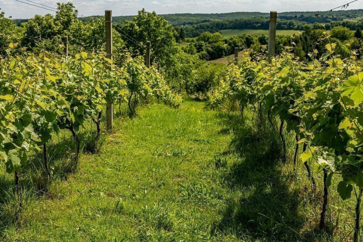 Weinberge Dingač Pelješac
