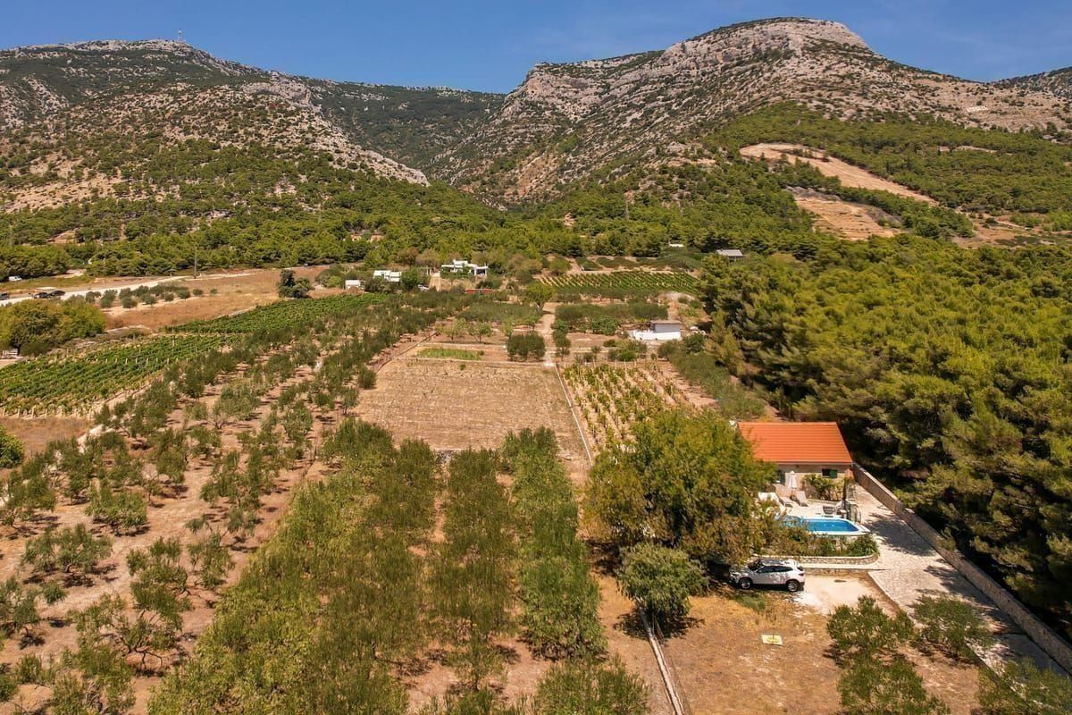 Weinberge bei Vrbnik Krk